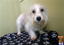 mixed breed puppy posted by dandg
