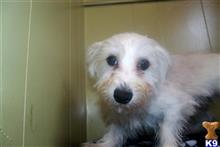 mixed breed puppy posted by dandg
