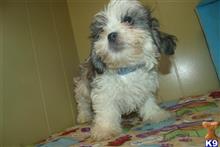 mixed breed puppy posted by dandg