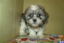 mixed breed puppy posted by dandg