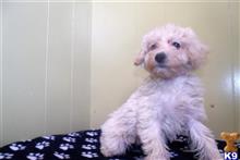 mixed breed puppy posted by dandg