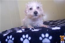 mixed breed puppy posted by dandg