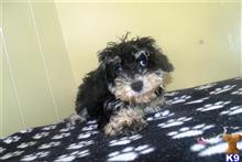 mixed breed puppy posted by dandg
