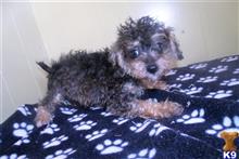 mixed breed puppy posted by dandg