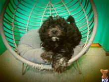 mixed breed puppy posted by dandg