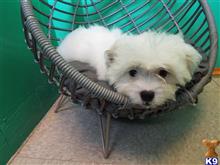mixed breed puppy posted by dandg
