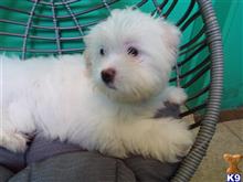 mixed breed puppy posted by dandg