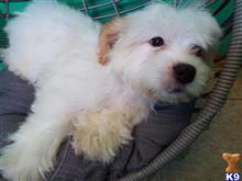 mixed breed puppy posted by dandg