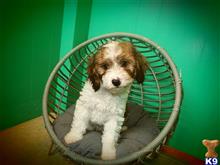 mixed breed puppy posted by dandg