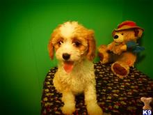 mixed breed puppy posted by dandg
