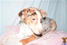 mixed breed puppy posted by dandg