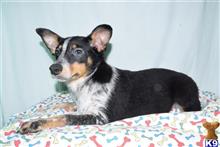 mixed breed puppy posted by dandg