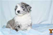 mixed breed puppy posted by dandg