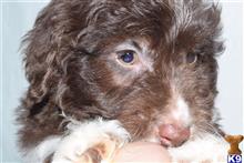 mixed breed puppy posted by dandg