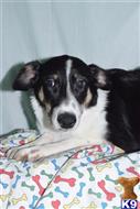 mixed breed puppy posted by dandg