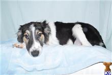 mixed breed puppy posted by dandg