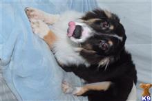 mixed breed puppy posted by dandg