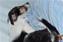 mixed breed puppy posted by dandg