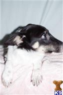 mixed breed puppy posted by dandg