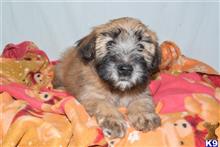 mixed breed puppy posted by dandg
