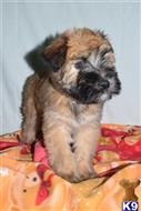 mixed breed puppy posted by dandg