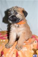 mixed breed puppy posted by dandg
