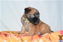 mixed breed puppy posted by dandg