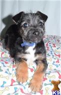 mixed breed puppy posted by dandg