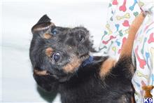 mixed breed puppy posted by dandg