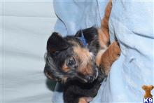 mixed breed puppy posted by dandg