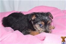 mixed breed puppy posted by dandg