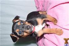 mixed breed puppy posted by dandg