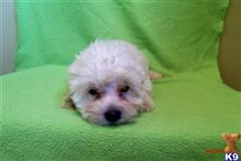 shichons puppy posted by dandg