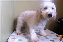 shichons puppy posted by dandg