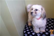 shichons puppy posted by dandg