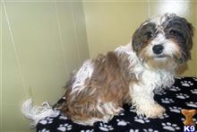 shichons puppy posted by dandg