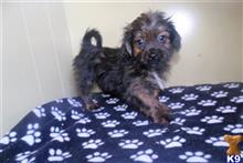 shichons puppy posted by dandg