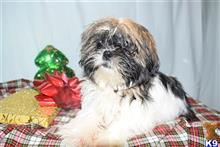 shih tzu puppy posted by dandg
