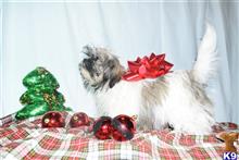 shih tzu puppy posted by dandg