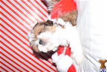 shih tzu puppy posted by dandg