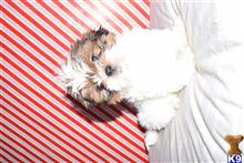 shih tzu puppy posted by dandg