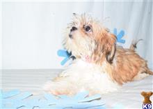 shih tzu puppy posted by dandg