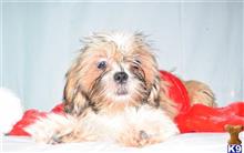 shih tzu puppy posted by dandg