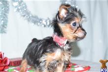 yorkshire terrier puppy posted by dandg