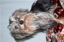 yorkshire terrier puppy posted by dandg