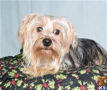 yorkshire terrier puppy posted by dandg