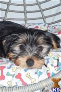 yorkshire terrier puppy posted by dandg