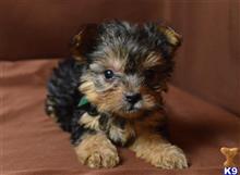 yorkshire terrier puppy posted by dandg