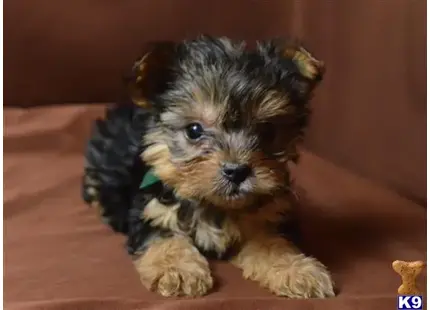 Yorkshire Terrier