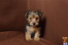 yorkshire terrier puppy posted by dandg